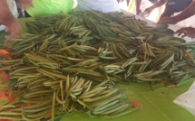 Taha'a : la saison de récolte de vanille a démarré