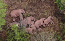 Chine: les éléphants s'offrent une sieste en pleine équipée