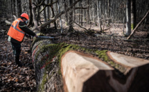 Devant la fuite des chênes en Chine, l'angoisse des scieurs français