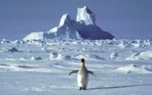 Pas d'aires marines protégées en Antarctique