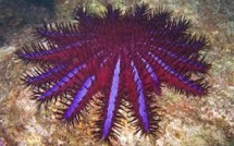 Grande Barrière de corail: une étoile de mer invasive dans le collimateur