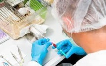 Japon: feu vert pour premiers essais cliniques avec cellules souches iPS