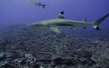 Réunion: le tribunal administratif demande un renforcement des moyens contre les attaques de requin