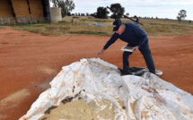 Australie: après les catastrophes climatiques, des fermiers victimes de souris dévastatrices