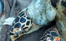 ​Macabre découverte à Reao