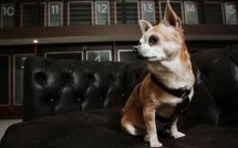 Vienne: l'hôtel de luxe Sacher propose des chambres ... pour les chiens