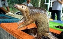 Lancement d'un inventaire trimestriel des animaux braconnés