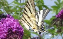 La moitié des papillons des prairies ont disparu en 20 ans en Europe