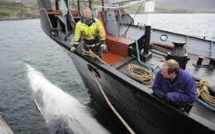 Islande: retour à la case départ pour 130 tonnes de viande de rorqual