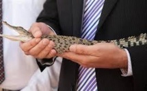 L'Australie offre un crocodile au prince George