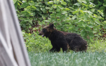 Un ours abattu après s'être déchaîné dans une ville japonaise