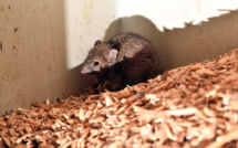 Australie: des détenus évacués en raison d'une invasion de souris