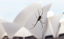 Des toiles d'araignées recouvrent une région australienne