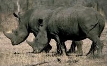 Rhinocéros en danger d'extinction: un zoo américain va faire acccoupler un frère et une soeur