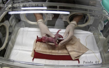 Des jumeaux pandas sont nés dans un zoo de Tokyo