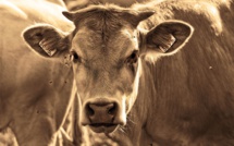 Los Angeles: une vache graciée après son évasion d'un abattoir
