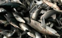 Indonésie, Inde et Espagne en tête des plus gros pêcheurs de requins