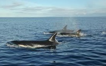 Présence d’orques dans les eaux polynésiennes : rappel à la prudence