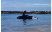 Australie: la carcasse d'une baleine franche australe échouée avec des morsures de requin
