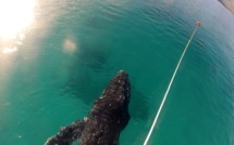 Un baleineau en danger dans le lagon de Ahe