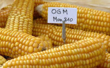 Hollande confirme la prolongation du moratoire" sur le maïs transgénique MON810