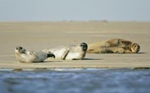 Le phoque sème la zizanie sur la côte d'Opale et en baie de Somme