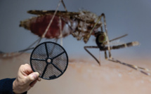 Le paludisme éradiqué de Chine après 70 ans de lutte