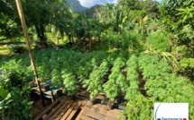 520 plants de paka saisis à Tumaraa