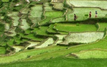 Riz et sécheresse : des chercheurs prennent le problème à la racine