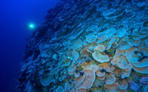 Bilan de l'Ifrecor : Les récifs du fenua tiennent bon, les poissons reculent