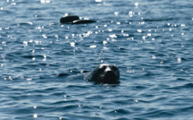 En Finlande, la bataille pour sauver les phoques les plus menacés au monde