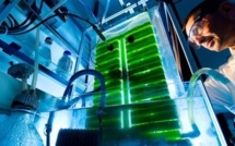 Biogaz d'algues : première récolte pour un important projet pilote en Espagne