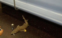 Le mystère du requin de New York enfin résolu