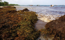 De nombreux radeaux de sargasses se dirigent vers les Antilles