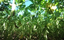 Steack ou chimie : l'avenir est dans le prés