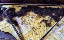 Un petit moucheron qui pose de gros problèmes aux Marquises !