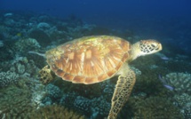 Tortues marines : La Diren dénonce le "massacre"