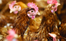 Les œufs de poule classifiés