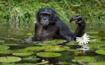 Des chercheurs décrivent pour la première fois des grands singes nageant