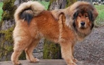 Chine: le lion aboie, l'entourloupe démasquée par un enfant