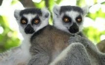 Sans action d'urgence, les lémuriens de Madagascar auront disparu dans 20 ans