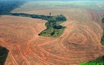En Amazonie, Sao Felix do Xingu tourne la page de la déforestation