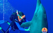 ​Espèces protégées, on touche avec les yeux