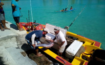 Pas question de trainer au concours de pêche de Hao