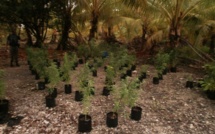 La placidité du fumeur de paka devant le tribunal