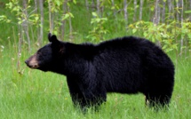JO-2020: un ours cherche à assister à la première épreuve sportive