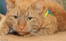 Nouvelle-Zélande: un chien donne son sang à un chat pour le sauver