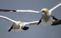 Les oiseaux s'adaptent aux limitations de vitesse