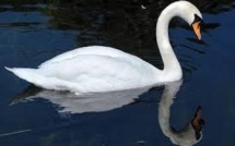 Crime de lèse-majesté: un cygne termine en barbecue en Angleterre