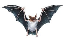 Des chauves-souris à l'origine du mystérieux coronavirus MERS en Arabie Saoudite